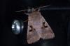 Orthosia gothica